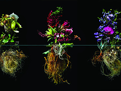 Перейти на светлую сторону