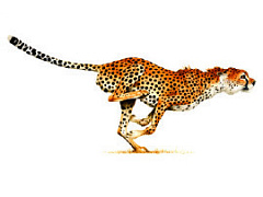 Ускоряйтесь! XXX