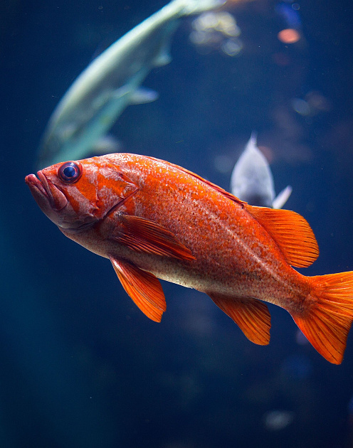 Не пытайтесь понравиться покупателю!