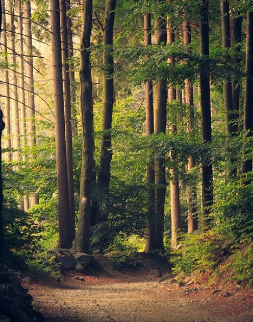 «Назад к природе»: неожиданный плюс от работы в условиях пандемии