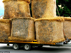 Три кита иерархии: доминирование, лидерство и независимость