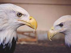 Дружба или повышение