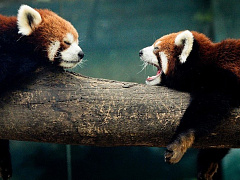 Гнев в помощь: почему топ-менеджер не должен быть приятным