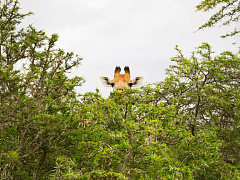«Совершенно секретно»: как искать замену действующему топ-менеджеру