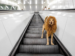 Научитесь повадкам лидера