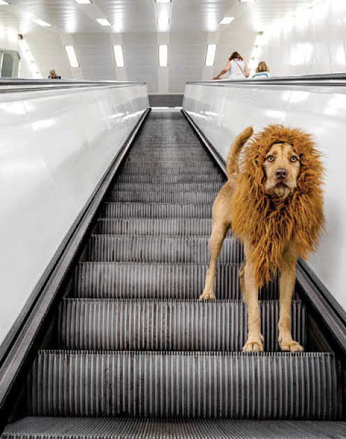 Научитесь повадкам лидера