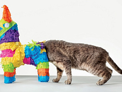 Похвала любознательности