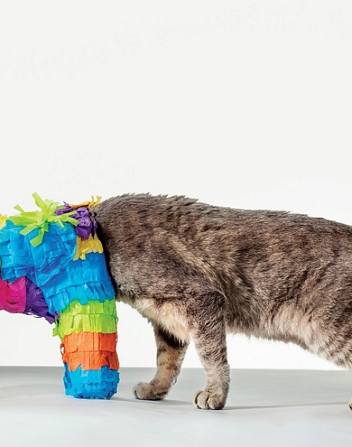 Похвала любознательности