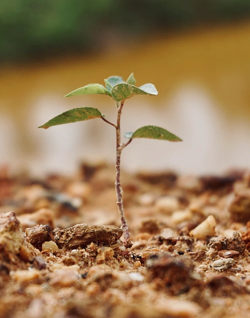 Как импакт-инвесторам подготовиться к следующему кризису