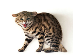 Положите конец недопустимому поведению начальника