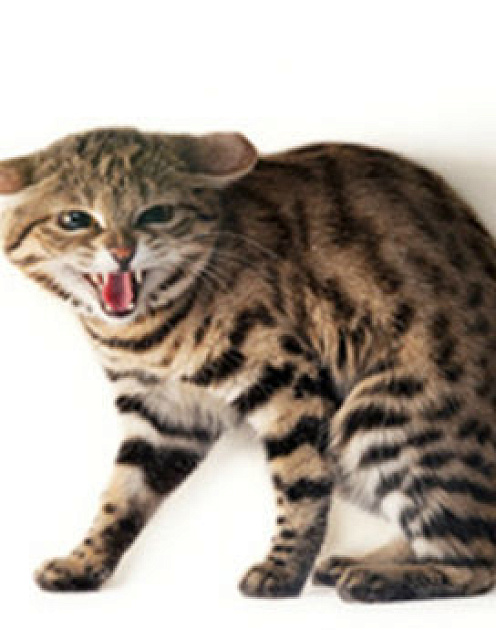 Положите конец недопустимому поведению начальника