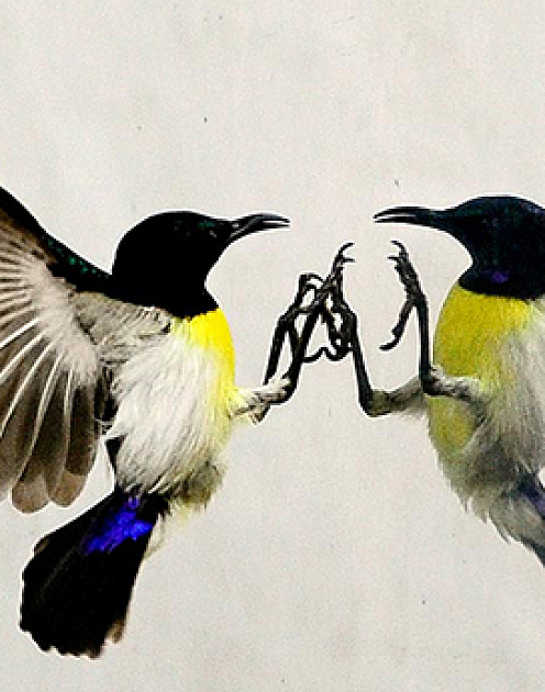 Как правильно хвастаться