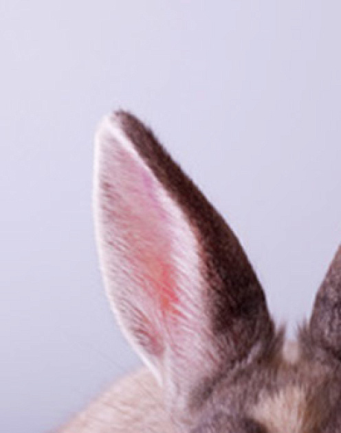 Наука убеждать: нужно выйти за рамки своих возможностей