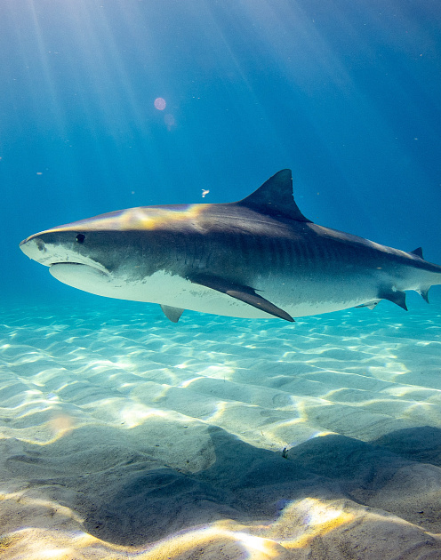 Оттолкнуться от дна