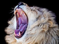 Почему люди предпочитают негативно настроенных лидеров