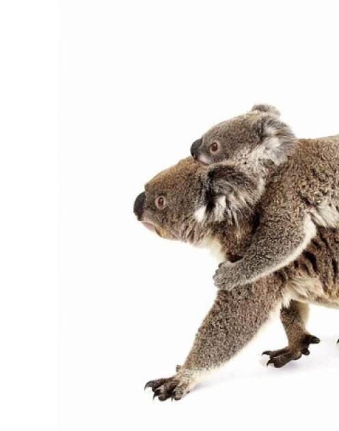 Без лишних слов: что делать, если подчиненные требуют от вас чрезмерного общения