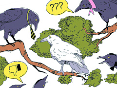 Куда полетят белые вороны