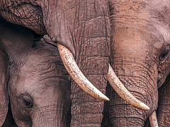 Чего работающие родители хотят от начальства?