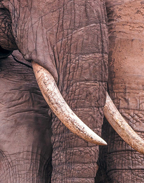 Чего работающие родители хотят от начальства?