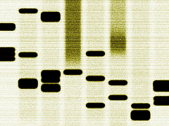 Ген изобретательства