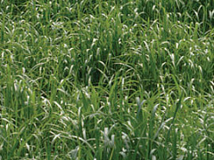 Биомасса - новый источник энегрии