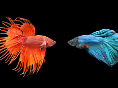 Неудачное слияние