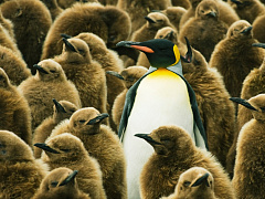 Лидерство без лидеров