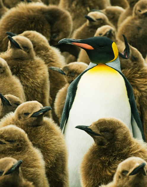 Лидерство без лидеров