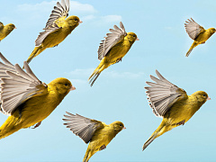 Временно ваш