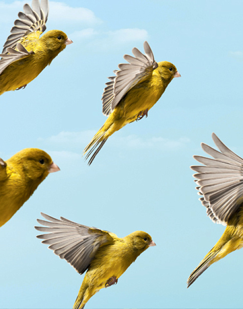 Временно ваш