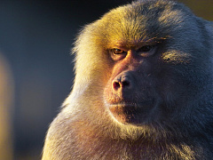 «Не знал, что я такой придурок»: что нельзя говорить сотрудникам