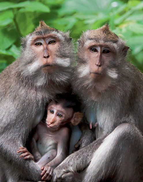 Изменившиеся в пандемию: родители 2.0