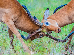 Шесть смертельных ошибок переговорщика