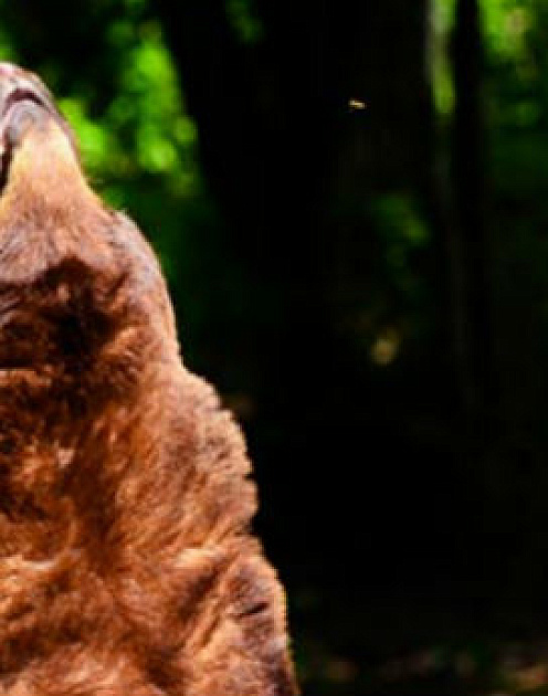 Качество, которое может помочь вашей карьере