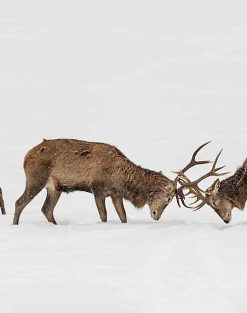 Что делать, если вам говорят «нет»