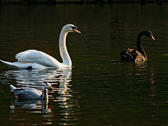 Дмитрий Костыгин: «Черные лебеди прилетают отовсюду, но я предпочитаю золотых»