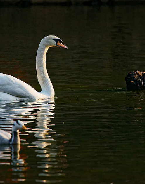 Дмитрий Костыгин: «Черные лебеди прилетают отовсюду, но я предпочитаю золотых»