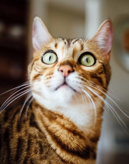 Как не цепенеть от страха в важные моменты вашей жизни