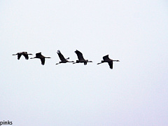 Лидерство: уроки Теда Кеннеди