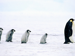 Чему не учат руководителей