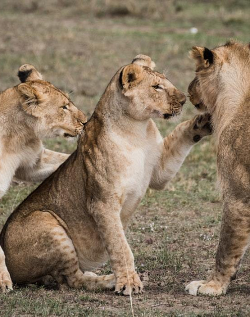 Почему мы не умеем правильно спорить