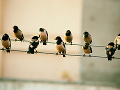 Новые модели найма: как работать с проектными сотрудниками