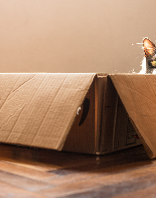 «Шопинг вслепую»: почему мы покупаем не то, что хотим