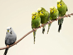 Проблема №1: как нанять идеального сотрудника и не нанять проходимца