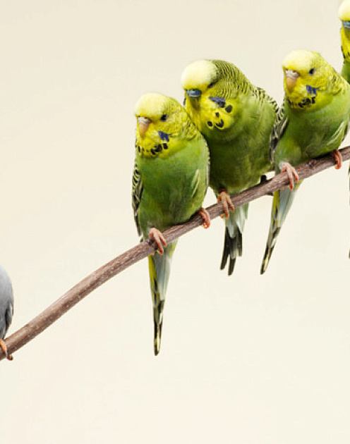 Проблема №1: как нанять идеального сотрудника и не нанять проходимца