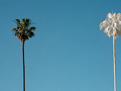 Проблема преемника: что говорит наука