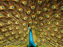 Как продвигать себя и при этом не прослыть мерзким типом