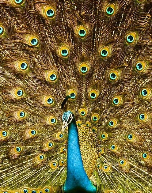 Как продвигать себя и при этом не прослыть мерзким типом