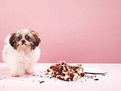 Почему агрессивных лидеров чаще наказывают за ошибки