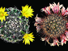 Воспитание организации